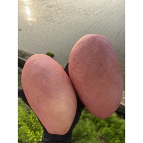 고당도 골드망고 무지개망고 피치망고 마하차녹 태국 베트남 항공직수입 선물세트, 4kg 내외 (8-14과), 1개