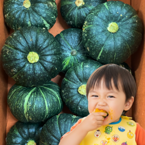 제주 산지직송 미니 밤호박 보우짱, 1박스, 5kg (로얄과)