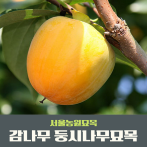 서울농원묘목/감나무 묘목 대봉 야오끼(왕대봉) 둥시 차량단감 월하시, 1개