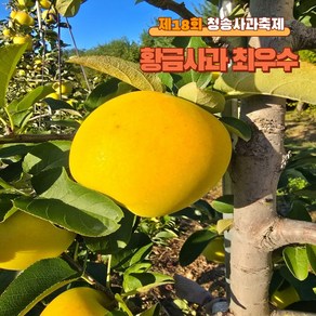 청송 사과 시나노골드 황금사과 가정용 선물용 10KG 5KG, 1개, 시나노골드(미세흠과) 10kg 소과