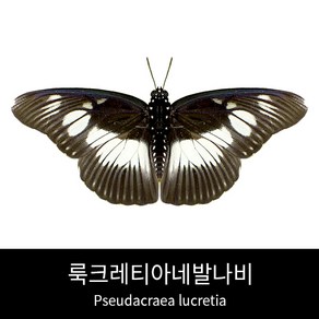 룩크레티아네발나비표본 Pseudacaea lucetia