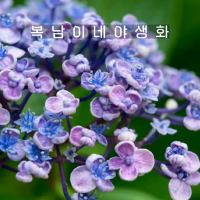 팝콘수국 소품 [3포트 복남이네야생화 모종 hydangea macophylla], 3개