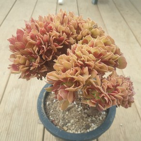 [수암다육] 할로윈 철화 랜덤발송 Aeonium 'Halloween' f. cistata 랜덤발송 다육 다육이 다육식물 026, 1개