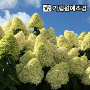 수국나무 묘목 목수국 라임라이트 키80cm~1m 개화주(분) 1개