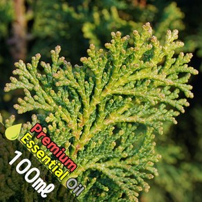 J018 측백나무 100ml (Thuja Essential Oil) 천연에센셜 오일 원액 아로마, 1개