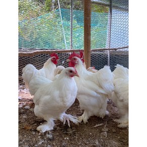 [8개세트] 다양한 컬러의 코친 반탐 종란 [Cochin Bantams][귀여운 소형닭/애완닭/미니닭] 병아리 부화용 유정란 관상닭 품종닭 예쁜닭 꽃닭 작은닭, 8개