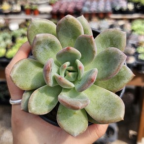 샴페인 다육식물 묵은둥이 용인수다육 반려식물 국민다육이, 1개