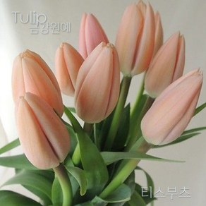 튤립(Tulip) 추식 구근 티스부츠(Thijs Boots'-1set 5구) '주인장 추천^^'금강원예