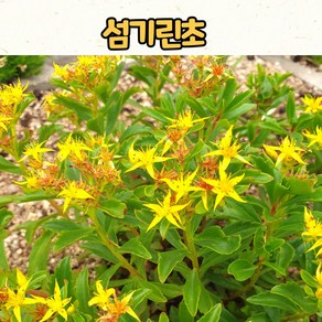 그라스 수크령 하멜른 7치포트 왜성 노지월동 모종 초화 야생화 다년초, 1개