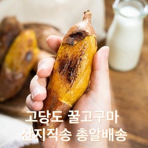 [프리미엄] 달콤 해남 꿀고구마 1박스, 1개, 2kg 대