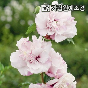 묘목/겹꽃무궁화 프렌치카바레파스텔 P9포트 J255, 1개