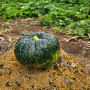 고소한 제주 보우짱 24년산 제철 미니 단호박 밤호박 5KG 7-18과, 1개