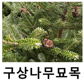 구상나무 묘목 5년생 3주묶음, 1개