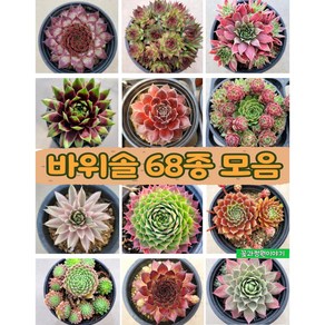 바위솔68종 모음/ sempervivum / 월동다육 /야생다육/분채배송/사은품증정/방수라벨 개별이름표/꽃과정원이야기