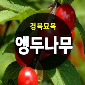 [경북농원] 앵두나무묘목 접목2년생 우수한 품종 판매중, 왕대추 접목 2년생 중묘, 1개, 앵두나무 접목 2년생 중묘