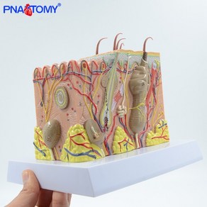 해면 조직 피부 모형 피부과 단면인간의 피부 구조 모델 35배 확대 플라스틱 층 63, 없음