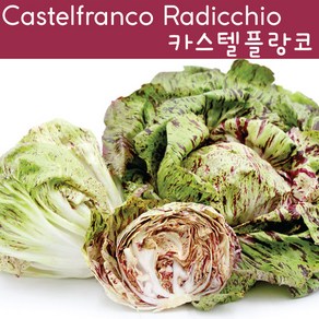 Castelfanco 카스텔플랑코 치커리 키우기세트 교육용 체험용