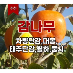 <장원농원> 감나무묘목 대봉 차량단감 월하 둥시, 차량단감-(접목1년생 상묘), 1개