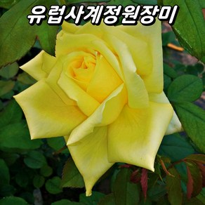 유럽 사계정원장미 3년생 포트묘 개화주 사계땅장미 사계장미 묘목, 1개, 란도라
