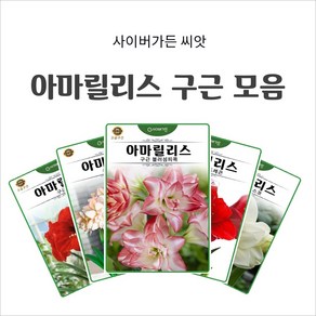 아마릴리스 구근 모음, 4. 아마릴리스 적색  1구, 1개