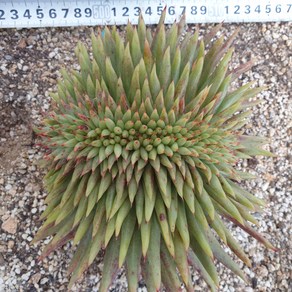 [수암다육] 썸씽와인 철화 대품 단품 Echeveia agavoides sp. 다육 다육이 다육식물 국민다육 155, 1개