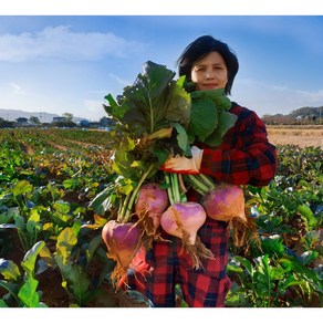 강화도 연미농장 꿀순무, 10kg, 1개