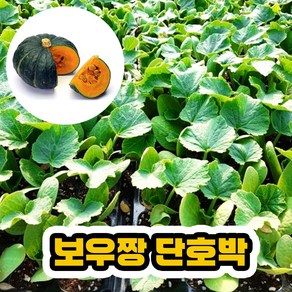 [육모팜]보우짱 단호박모종, 10개