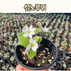 복수초(10cm 화분)제주세엽복수초/ 봄 야생화 / 노지월동, 1개