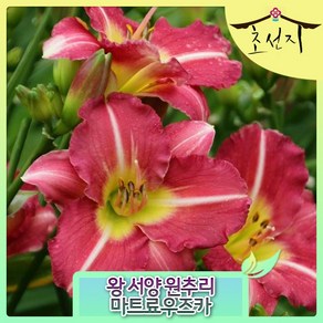 Daylilies Hemerocallis