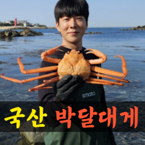 [산지직송]국산 살이꽉찬 박달대게 1kg 2kg 영덕대게 울진 대게 구룡포 게 대개 제철, 1박스, 국산박달대게 2kg (3~5마리 살수율90%이상)