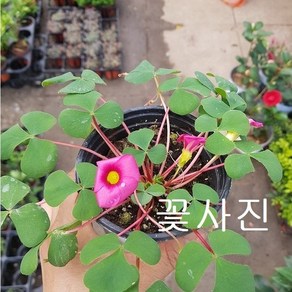 참 사랑초, 1개