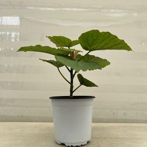 [다은꽃농원]휘카스 휘커스 움베르타 소품 생장점 살아있는 외목대 산소탱크 실내공기정화식물 인테리어, 1개