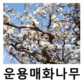 매화나무 묘목 운용매화 접목1년 2주묶음, 1개