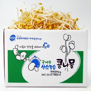 [ 평점 4.8이상 무농약 인증] 생산 콩나물 국산콩 산소 콩나물, 2kg, 1박스