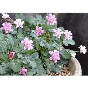겹풍로초 10cm화분묘 (묘종 3개) 노지월동다년초 상시연속개화 미니종 [케이야생화]