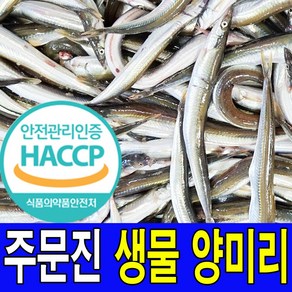 주문진 동해안 새벽에 조업한 싱싱한 생물 양미리 40마리 선주 직배송 HACCP해썹 인증업체에서 발송, 1개