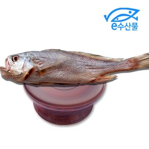 마산어시장 반건조 제수용 침조기 대34cm 제사용 침조기 긴가이석태 황민어 굴비 제사생선, 침조기대34cm, 1개