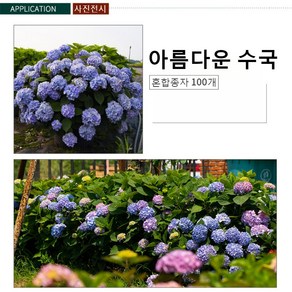 수국 사계절 파종 개화 봄꽃 여름꽃 가을꽃 수국 모종 발아율 97% 혼합종자 100개, 혼합종자 * 100개