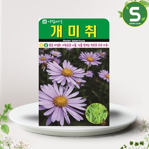 솔림텃밭몰 개미취씨앗 100립 개미취 꽃씨앗 꽃씨 야생화