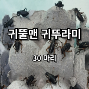 [귀뚤맨] 소량 먹이용 귀뚜라미(파충류 양서류), 30, 대, 1세트, 1g