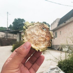 경북예천 정직한 건수세미 200g 건조 말린 수세미 사과락, 1개