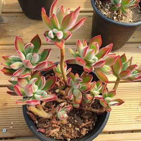 [수암다육] 부용 랜덤발송 Echeveria 'Harmsii' 랜덤발송 다육 다육이 다육식물