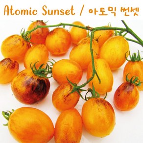 아토믹 썬셋 Atomic Sunset 방울토마토 달콤한 희귀토마토 교육체험용 키우기 세트