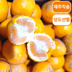 [산지직송] 당도선별 제주 못난이 카라향, 1박스, 3kg(랜덤과)