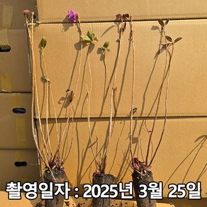 착한가격 나무생각 / 진달래 / 실생2년 / 연결포트, 1개