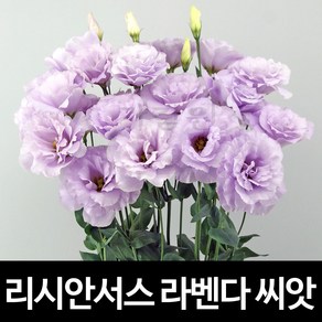 라벤더 리시안셔스 씨앗 리시안서스 종자 꽃씨 10알