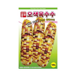 오색 찰옥수수씨앗 100립, 1개