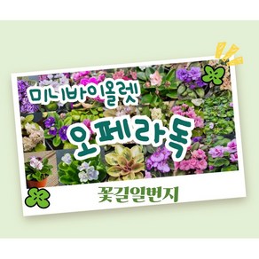 미니바이올렛 30종 기획전/N아담 네스틀링블루 맥스코칭썬 베리베리보라 베리베리핑크 아가일삭스 엔틱로즈 오페라독 찬타마라 쿨프르츠 트링킷오핑크 팝콘 푸이 핑크민트 플럼러버스쉐도우, 1개, 18번.오페라독