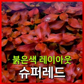 [수초농부] 루드위지아 슈퍼레드 붉은 수초 레이아웃, 5개