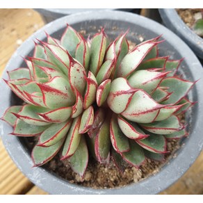 [수암다육] 피노키오 랜덤발송 Echeveria 'Pinocchio' 랜덤발송 다육 다육이 다육식물 258